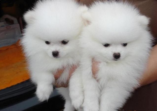 昭通买博美 昭通买小型宠物狗 昭通买狗网