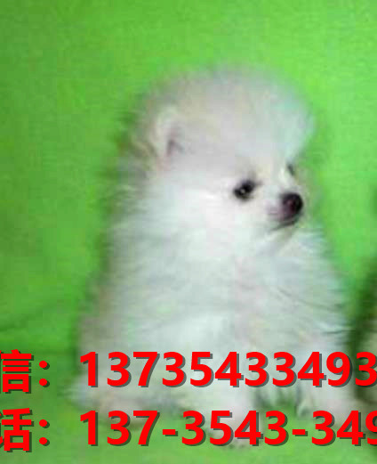 北京宠物狗狗犬舍出售纯种博美犬迷你袖珍犬小