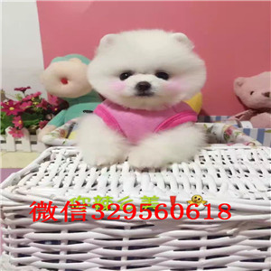   大连出售哈多利版玩具博美，赛级血统精品玩具