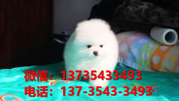 ?？诠烦≡谀穆艄?纯种博美犬出售 哪里有健康博美狗领养