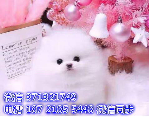 特价博美出售纯种幼犬 专业繁殖专业发货 可上门看讼