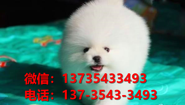 ?？诠烦≡谀穆艄?纯种博美犬出售 哪里有健康博美狗领养