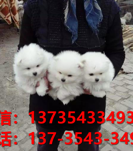 大连狗场在哪卖狗 纯种博美犬出售 哪里有健康