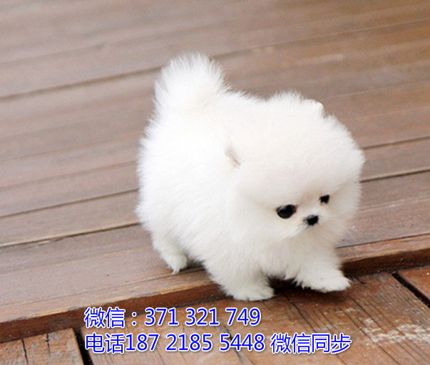 全国特惠博美纯种幼犬 支持上门 支持空运汽运 包健康蕴