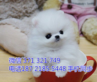 茶杯博美幼犬出售纯种 狗场直销宠物 哪里有宠