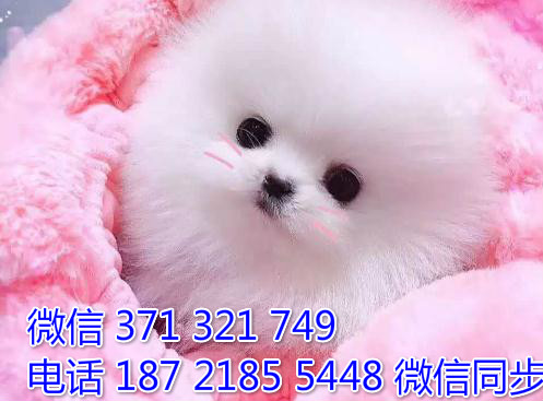 宠物狗狗博美全国可以发货 犬舍繁殖 包健康章