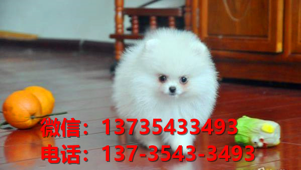 深圳狗场在哪卖狗 纯种博美犬出售 哪里有健康