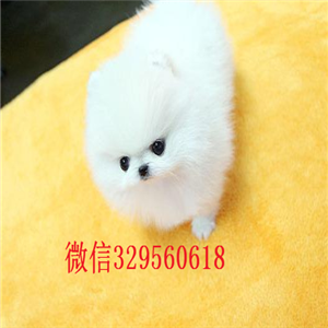  衡阳哪里出售哈多利版玩具博美，赛级血统精品