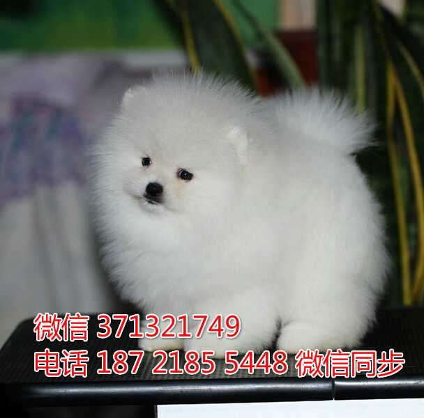 宠物狗狗茶杯博美全国可以发货 犬舍繁殖 包健康绦