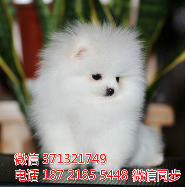 宠物狗狗茶杯博美全国可以发货 犬舍繁殖 包健康绦