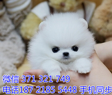 茶杯博美幼犬出售纯种 狗场直销宠物 哪里有宠物狗狗鞠