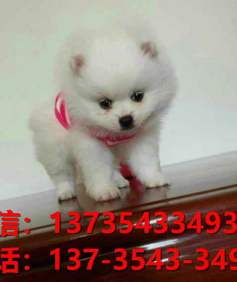 湖北宠物狗狗犬舍出售纯种博美犬网上哪里有卖