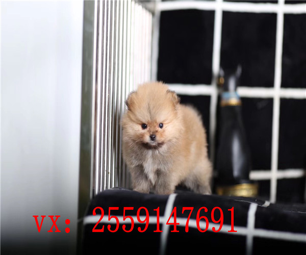 扬州哪里卖博美犬 扬州博美犬舍 扬州小体博美