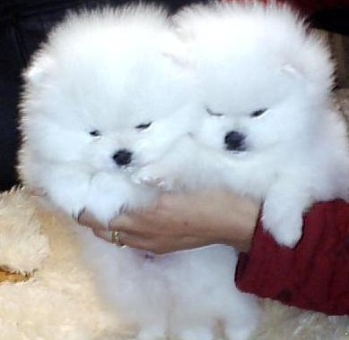 兴义买博美到哪里买 兴义买狗哪里可靠些