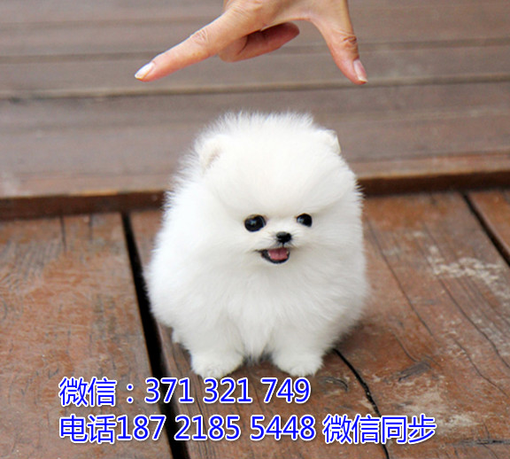 全国特惠博美纯种幼犬 支持上门 支持空运汽运 包健康潭