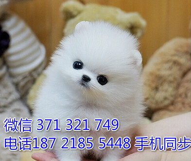 茶杯博美幼犬出售纯种 狗场直销宠物 哪里有宠物狗狗瞪