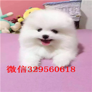 西安本地哈多利球体博美，纯种健康疫苗已做