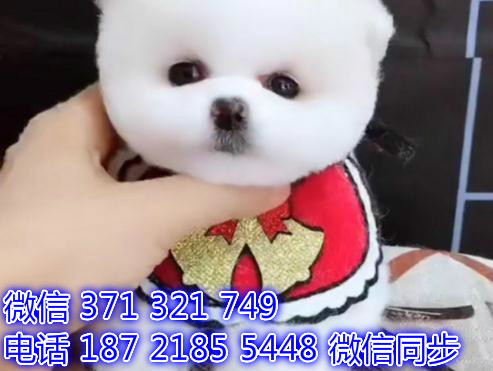 广州宠物狗狗茶杯博美出售幼犬 全国可以发货