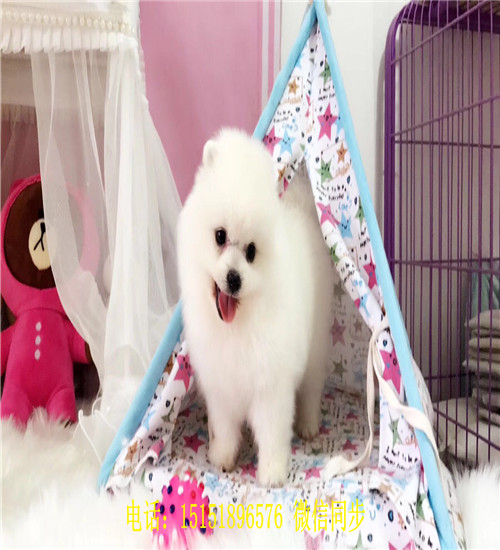 西安博美出售 西安博美犬舍 西安哪里卖健康的博美犬 西安哪里卖的博美价格便宜