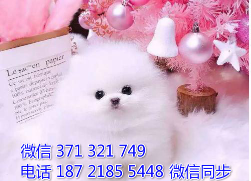 宠物市场 哪里有宠物茶杯博美，精品小型中型大型犬狗狗胶