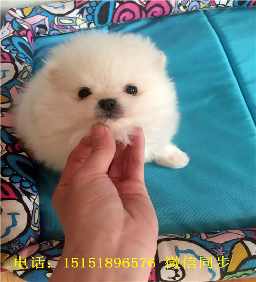 西安博美出售 西安博美犬舍 西安哪里卖健康的博美犬 西安哪里卖的博美价格便宜