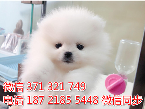 犬舍博美纯种幼犬出售 茶杯博美犬舍狗场宠物狗劳