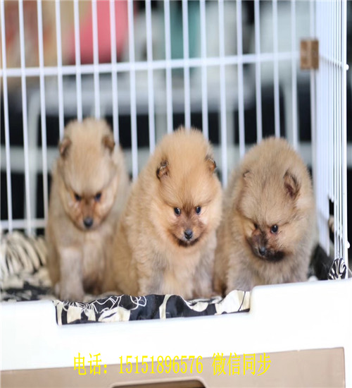 哈尔滨球体博美出售 哈尔滨哪里卖俊介犬 哈尔滨好看的俊介多少钱 黄色俊介怎么卖的