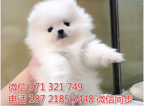 犬舍博美纯种幼犬出售 茶杯博美犬舍狗场宠物