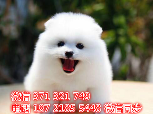 犬舍直销，哪里有宠物阿拉斯加，精品小型中型大型