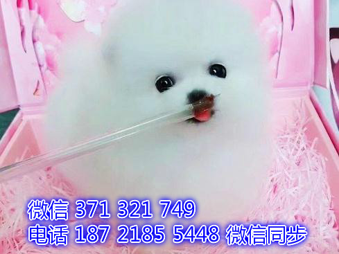 犬舍直销，哪里有宠物阿拉斯加，精品小型中型大型犬狗狗炕