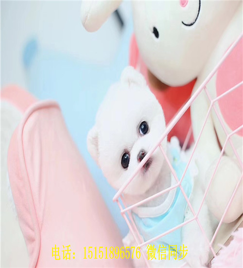 深圳球体博美出售 深圳哪里卖俊介犬 深圳好看的俊介多少钱 黄色俊介怎么卖的