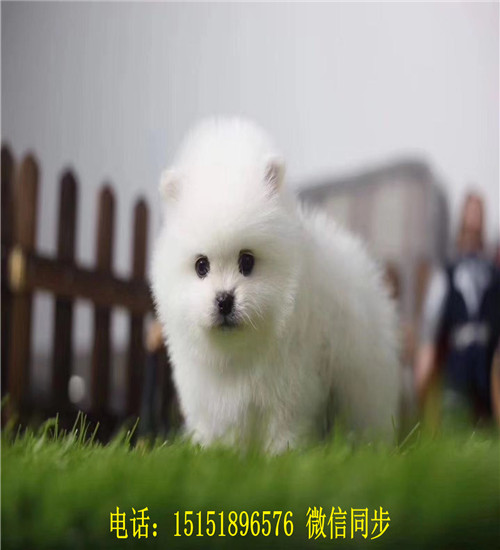 九江球体博美出售 九江哪里卖俊介犬 九江好看