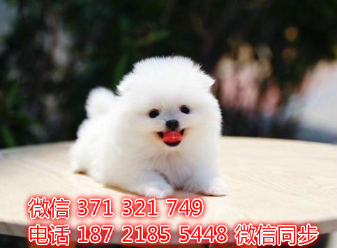 犬舍直销，哪里有宠物阿拉斯加，精品小型中型大型犬狗狗颇