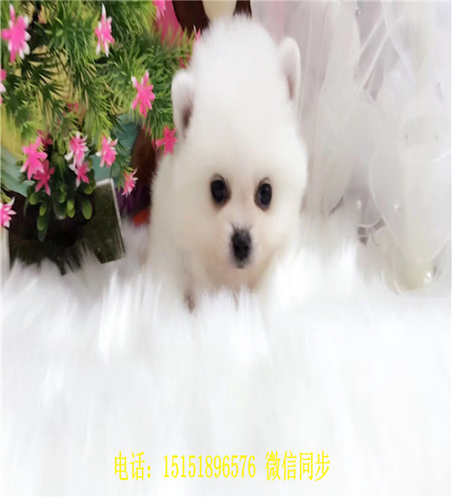 哈尔滨球体博美出售 哈尔滨哪里卖俊介犬 哈尔