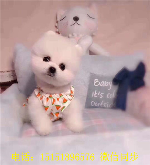 济南球体博美出售 济南哪里卖俊介犬 济南好看的俊介多少钱 黄色俊介怎么卖的