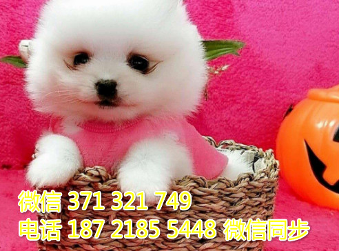 茶杯博美出售 宠物狗狗  宠物市场 狗狗图片 买卖狗狗肛