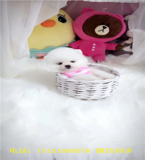 深圳球体博美出售 深圳哪里卖俊介犬 深圳好看的俊介多少钱 黄色俊介怎么卖的