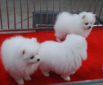 镇远县买小博美 犬场纯种小博美出售