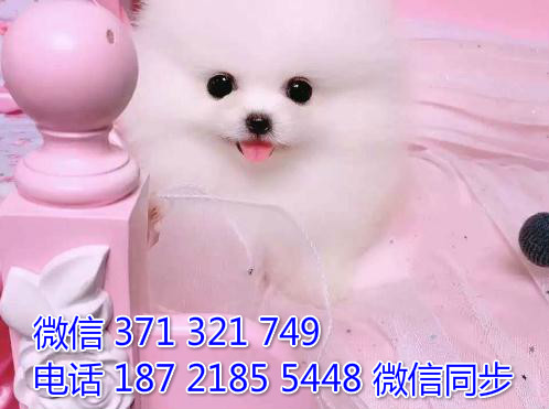 宠物市场 哪里有宠物茶杯博美，精品小型中型大