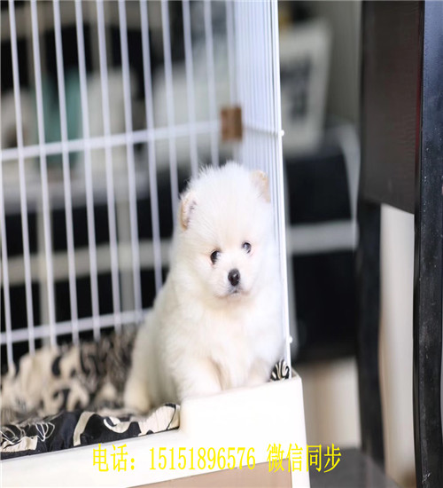 济南球体博美出售 济南哪里卖俊介犬 济南好看