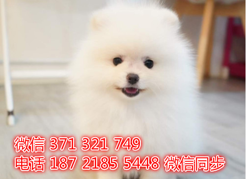 茶杯博美宠物买卖 宠物市场 宠物狗狗图片宠物网紊