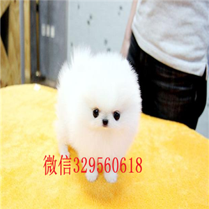  周口哪里犬舍出售博美黄色博美出售博美掉毛