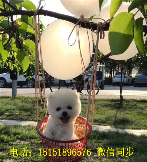 西安博美出售 西安博美犬舍 西安哪里卖健康的博美犬 西安哪里卖的博美价格便宜