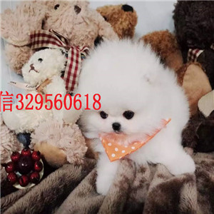  湘潭哪里犬舍出售博美黄色博美出售小体博美