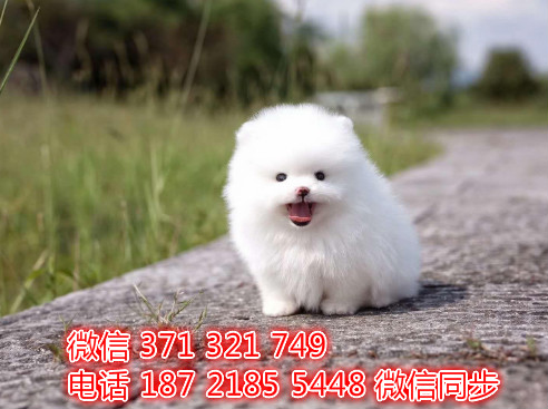 茶杯博美宠物买卖 宠物市场 宠物狗狗图片宠物