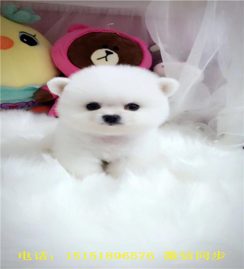 济南球体博美出售 济南哪里卖俊介犬 济南好看的俊介多少钱 黄色俊介怎么卖的