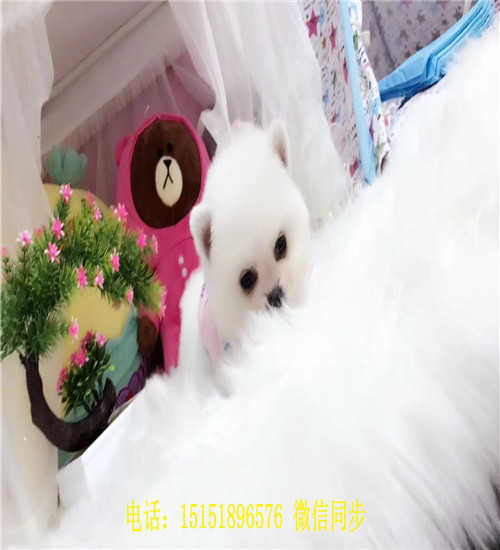 扬州博美出售 扬州博美犬舍 扬州哪里卖健康的