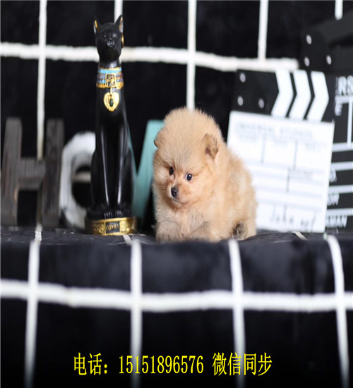 济南球体博美出售 济南哪里卖俊介犬 济南好看的俊介多少钱 黄色俊介怎么卖的