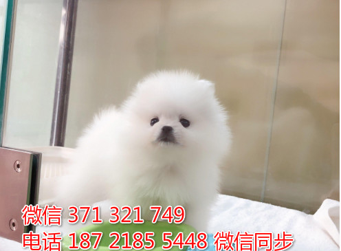 犬舍博美纯种幼犬出售 茶杯博美犬舍狗场宠物狗腥