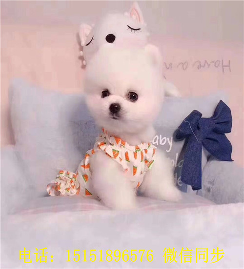 哈尔滨球体博美出售 哈尔滨哪里卖俊介犬 哈尔滨好看的俊介多少钱 黄色俊介怎么卖的